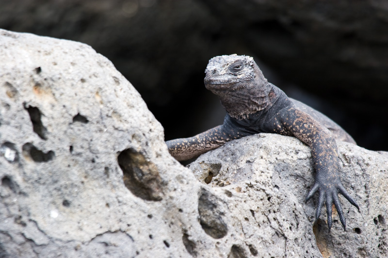 Marine Iguana